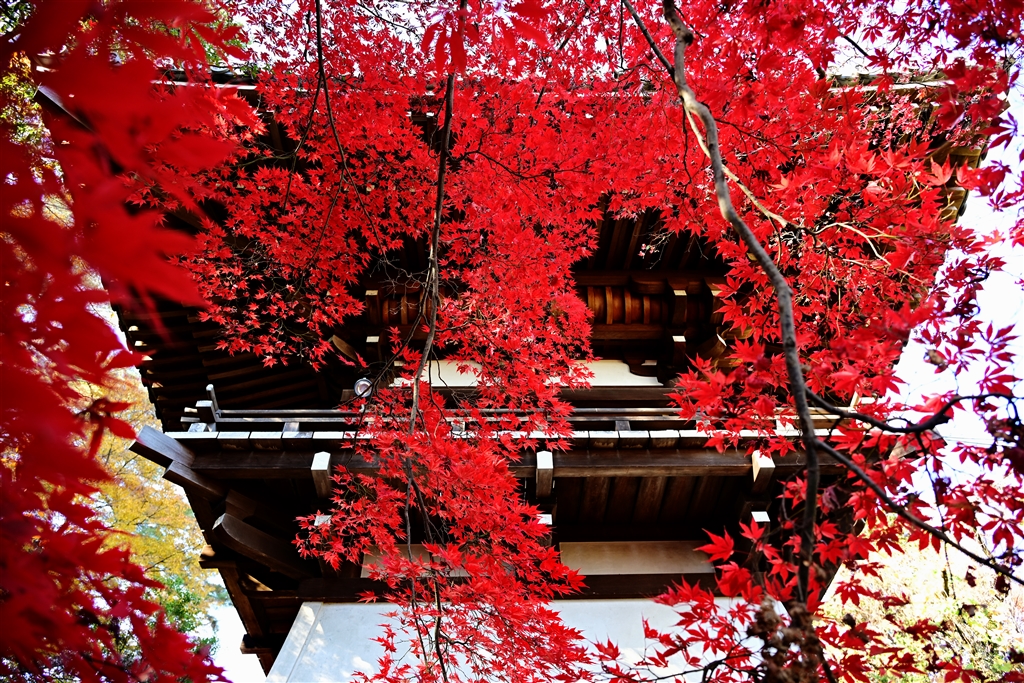 価格.com - 『高畑不動尊 NIKKOR Z 24-120mm f/4 S』ニコン ZR ボディ