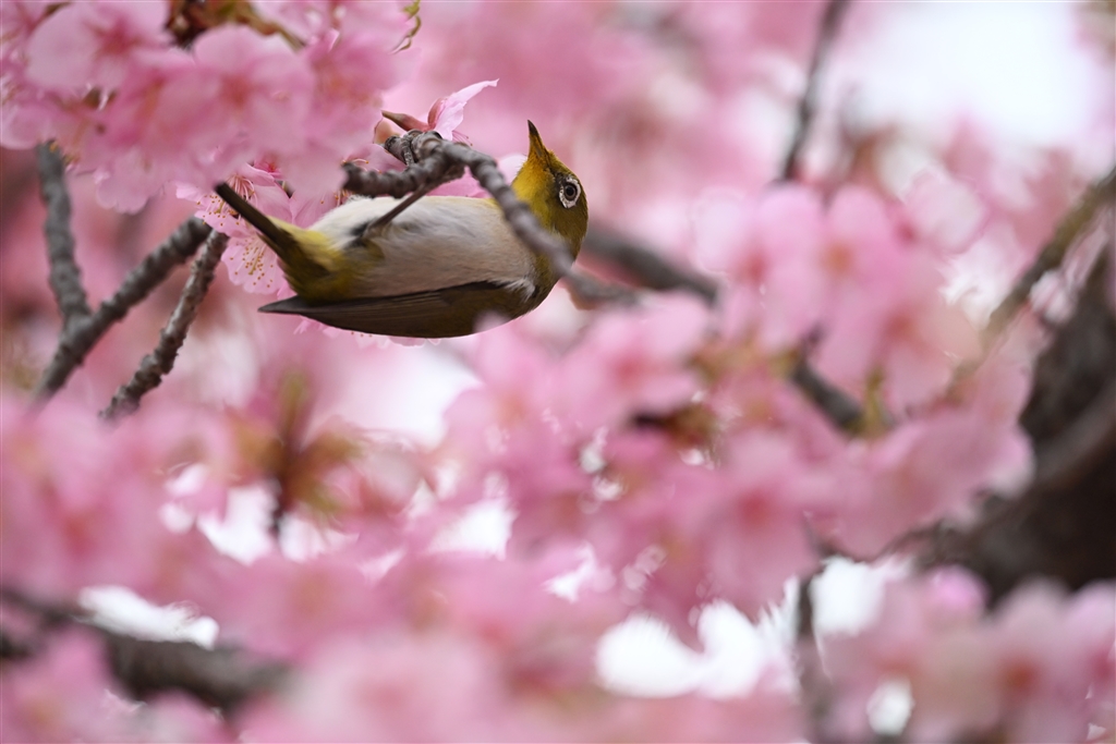 価格.com - 『このサクラが満開だったのは6年ぶりぐらいです