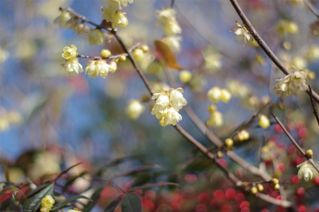 価格.com - 『2026年 寒春 素心蝋梅-3 近衛兵連隊長出動』ペンタックス PENTAX K200D ダブルズームキット 新シロ ...