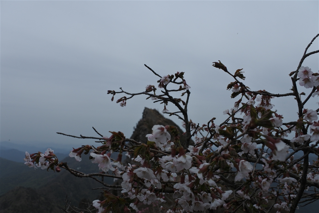 価格.com - 『一度見に行って下さい』ニコン Z fc ボディ matu85さん