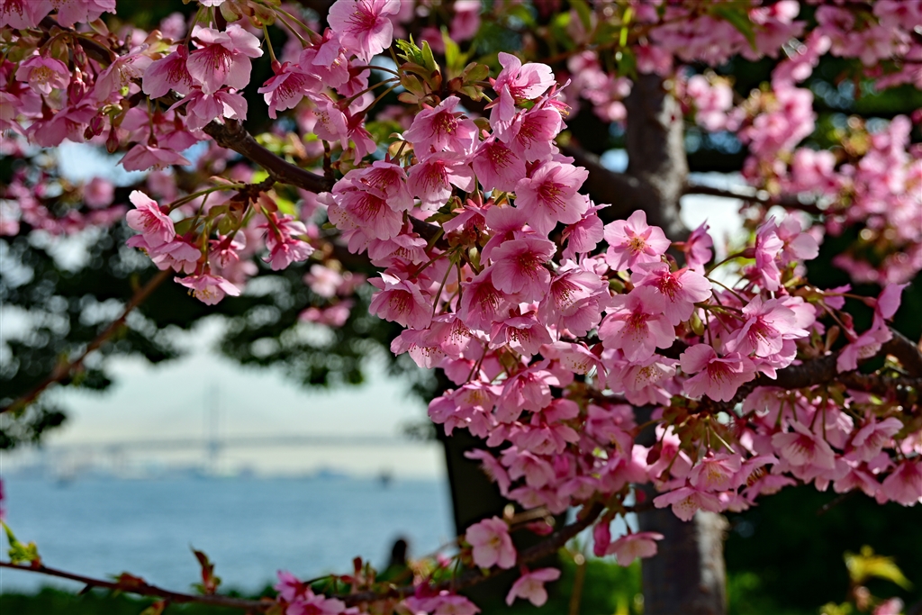 価格.com - 『河津桜』ニコン Z fc ボディ shuu2さん のクチコミ掲示板