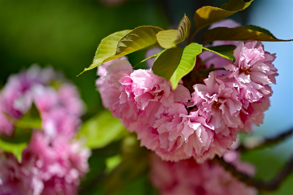 価格.com - 『八重桜』ニコン Z 8 ボディ shuu2さん のクチコミ掲示板