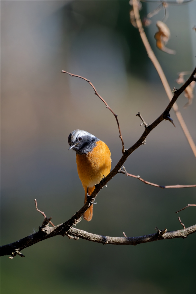 価格.com - 『鳥瞳AFは優秀です。』ニコン Z5II ボディ 娘にメロメロの
