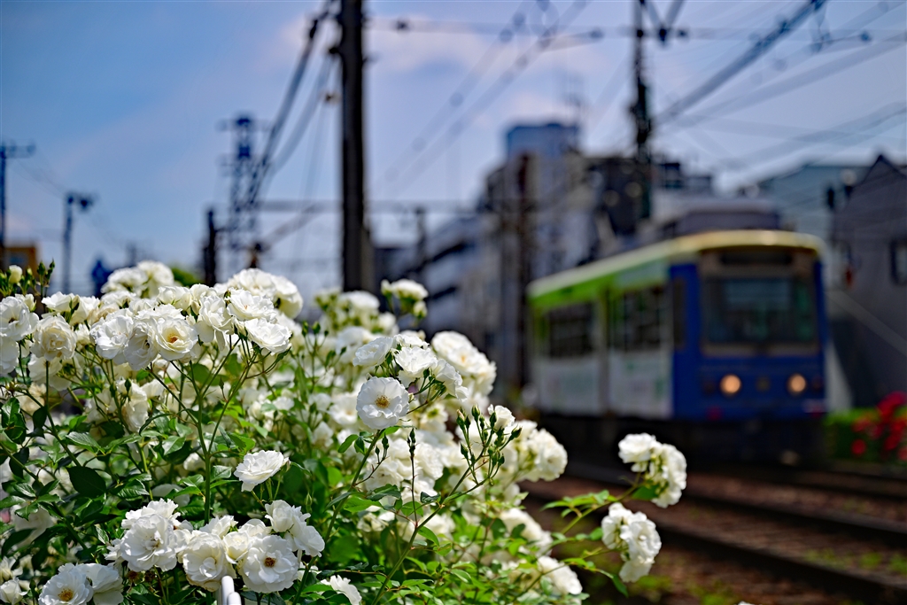 価格.com - 『都電荒川線とバラ』ニコン Z 8 ボディ shuu2さん の