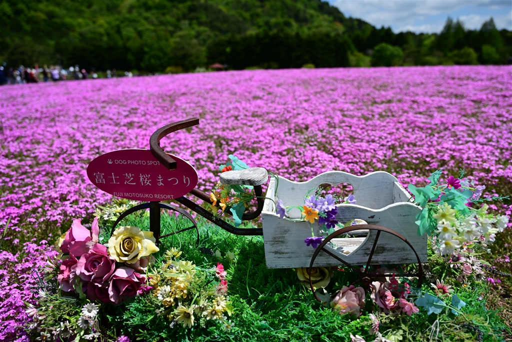 価格.com - 『ここにペットを入れて撮ってました』ニコン Z fc ボディ
