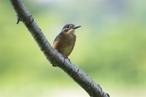 TAMRON AF 70-300mm F/4-5.6 Di LD Macro 1:2 (Model A17) (ﾍﾟﾝﾀｯｸｽ用