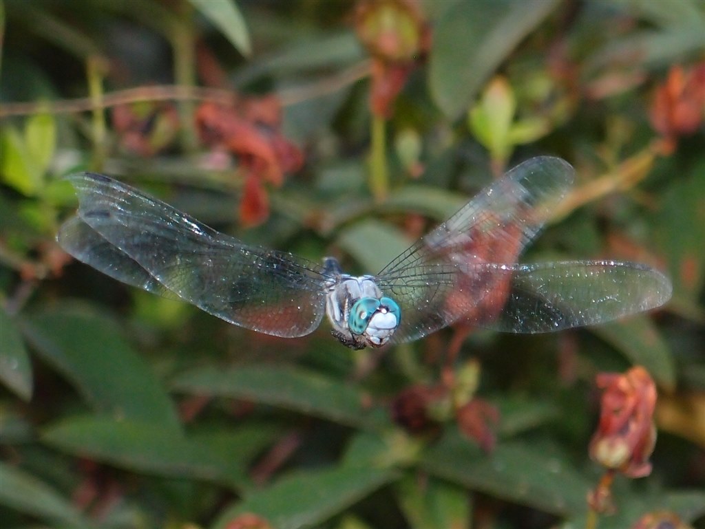 XZ-1での飛翔トンボの撮影』 オリンパス OLYMPUS XZ-1 のクチコミ