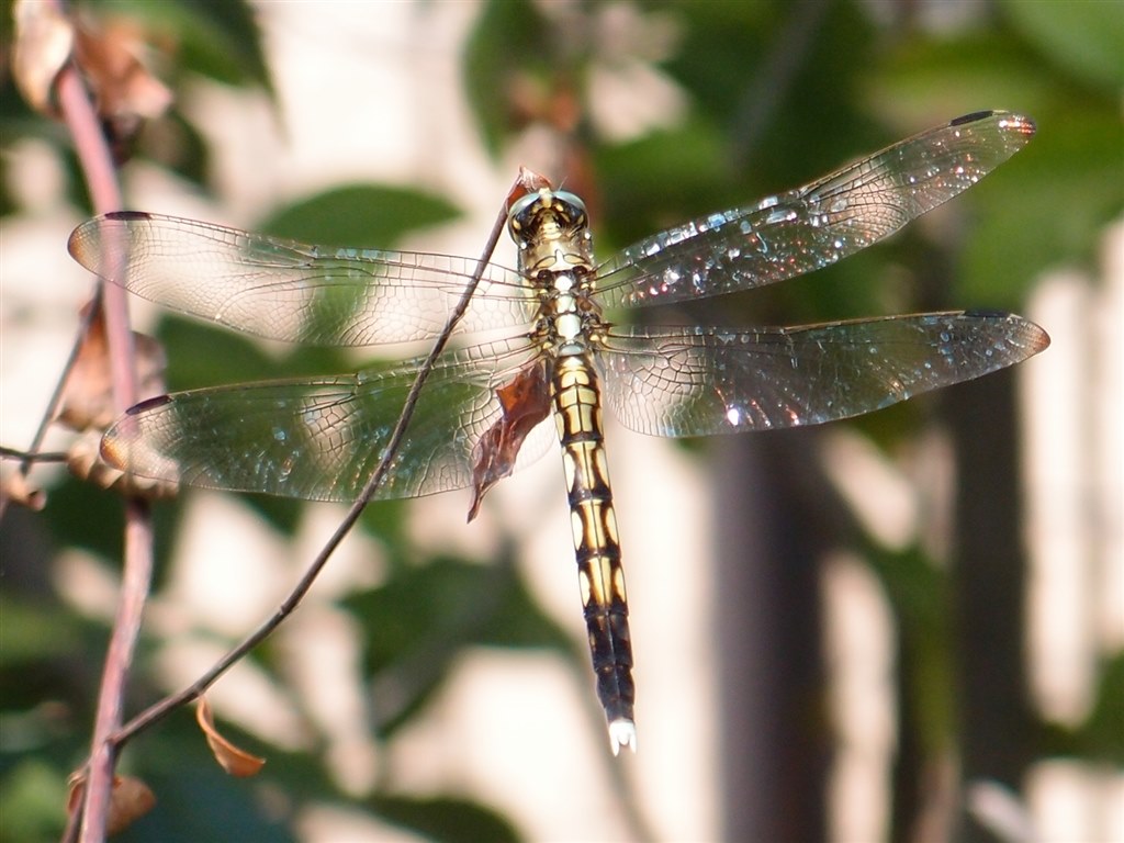 コレクション 蓮の葉とトンボのリング - 自然の美しさをそのまま