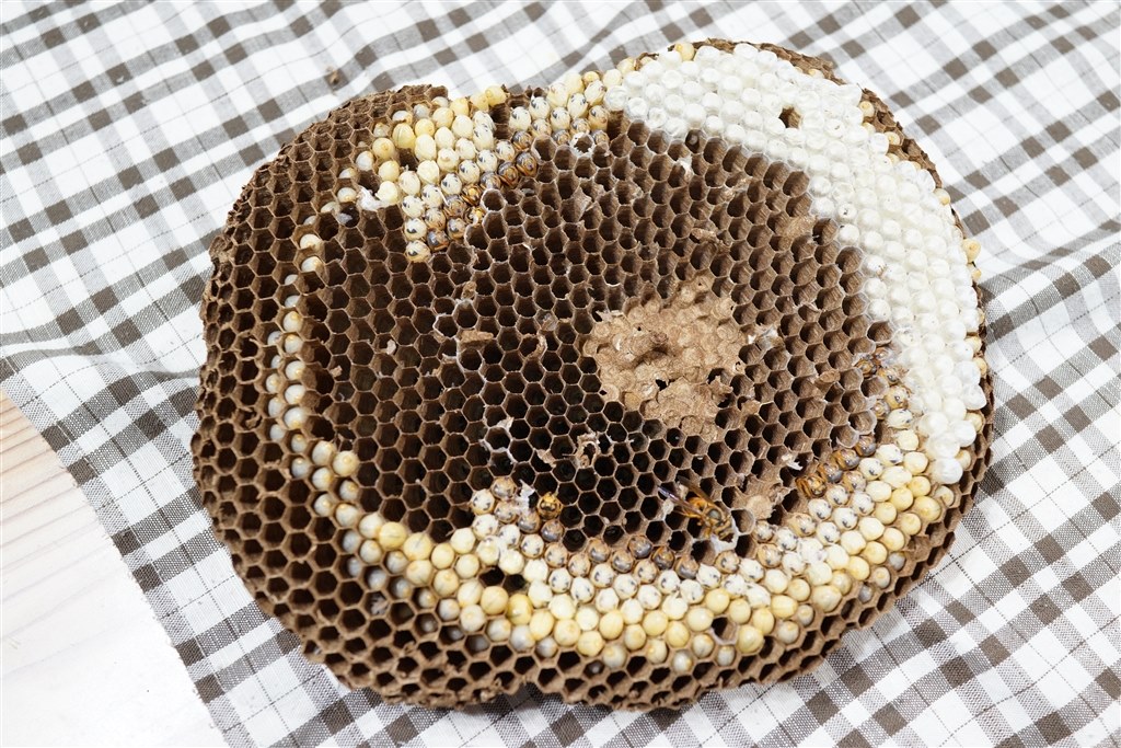 投稿2回目も、蜂ですみません。』 SONY サイバーショット DSC-RX1 の