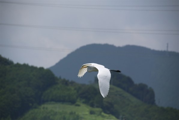 シグマ APO 50-500mm F4-6.3 EX DG/HSM (キヤノン AF) 価格比較 シグマ APO 50-500mm F4-6.3 EX DG/HSM (キヤノン AF) 価格比較