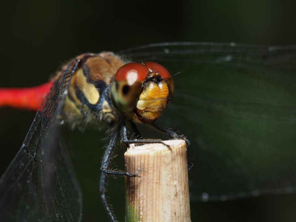 昆虫写真にもってこいのレンズ。（その3）』 オリンパス M.ZUIKO