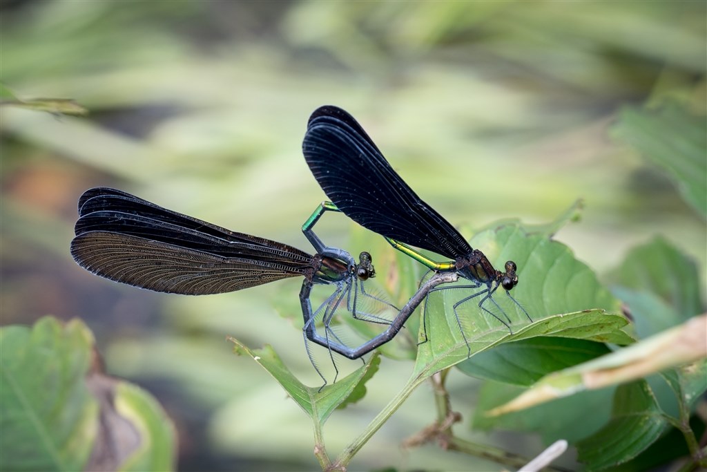 昆虫写真にもってこいのレンズ。（その3）』 オリンパス M.ZUIKO
