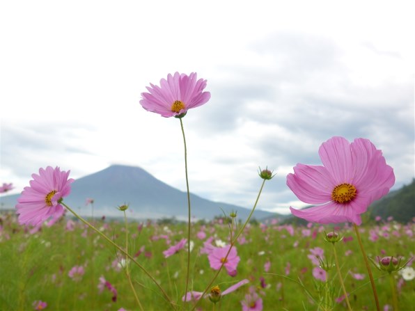 Panasonic LUMIX DMC-LF1 コンデジ 作例有 LF1の作例でも貼りませんか？』 パナソニック LUMIX DMC-LF1 の