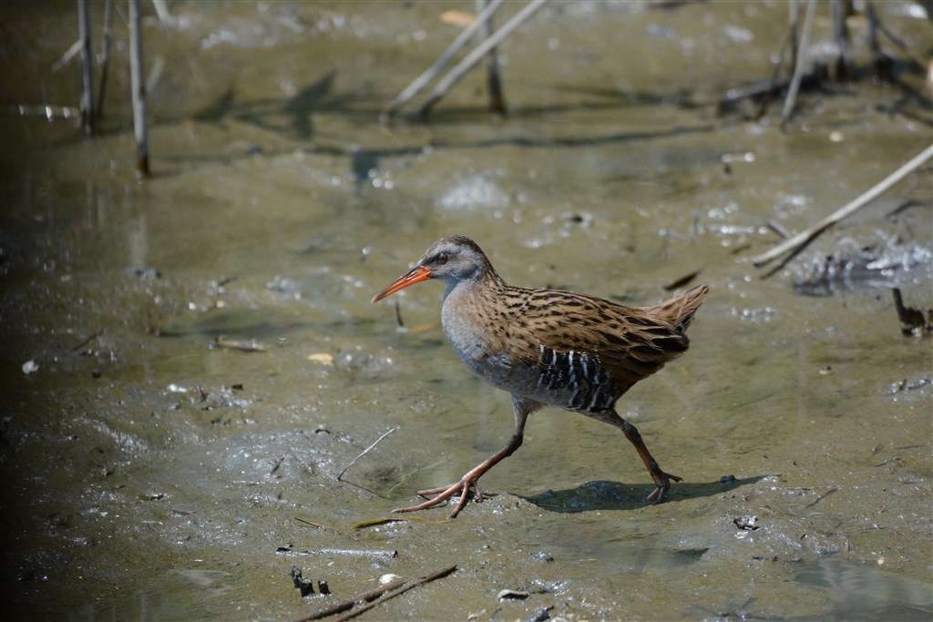 ★野鳥・スポーツ撮影に威力を発揮！★Nikon D7100★高精度なピント合わせ ☆野鳥・スポーツ撮影に威力を発揮！☆Nikon D7100☆高精度なピント