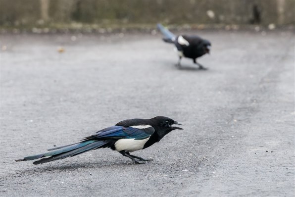 遠くの野鳥を鮮明に撮りたい』 ニコン D7100 ボディ のクチコミ