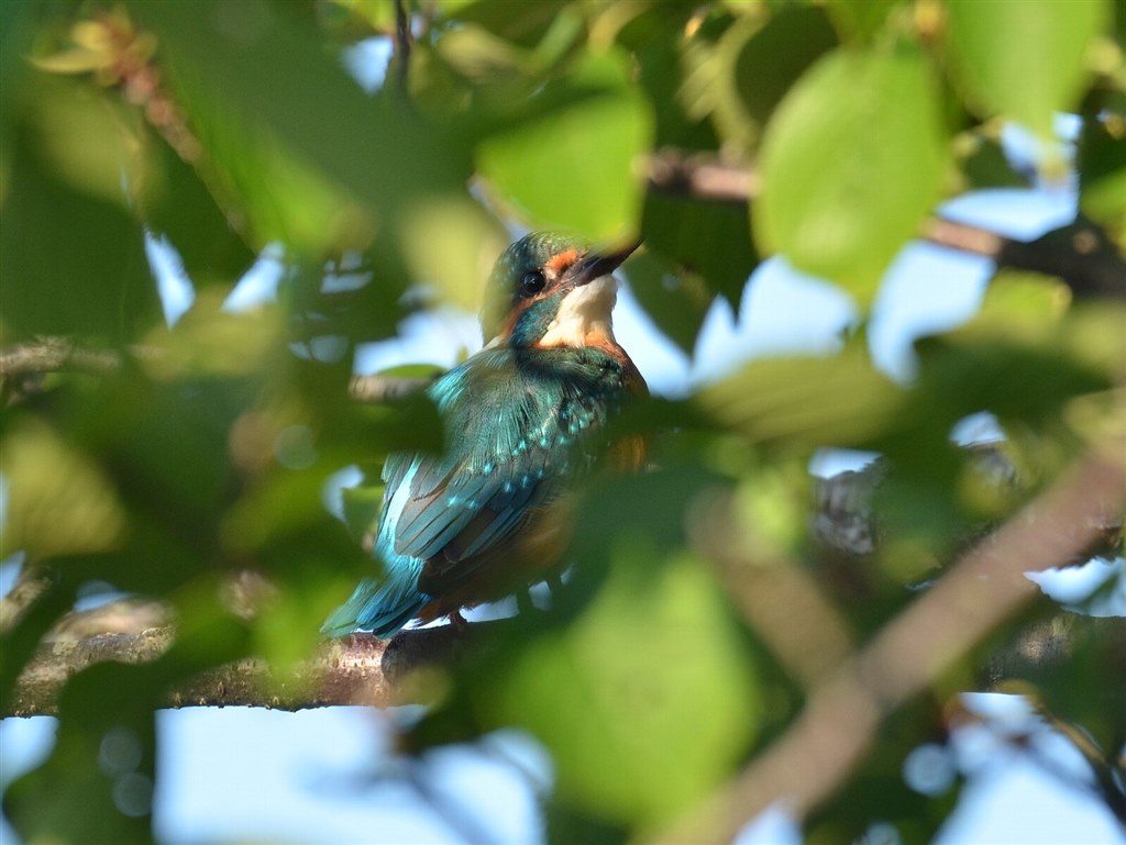 遠くの野鳥を鮮明に撮りたい』 ニコン D7100 ボディ のクチコミ