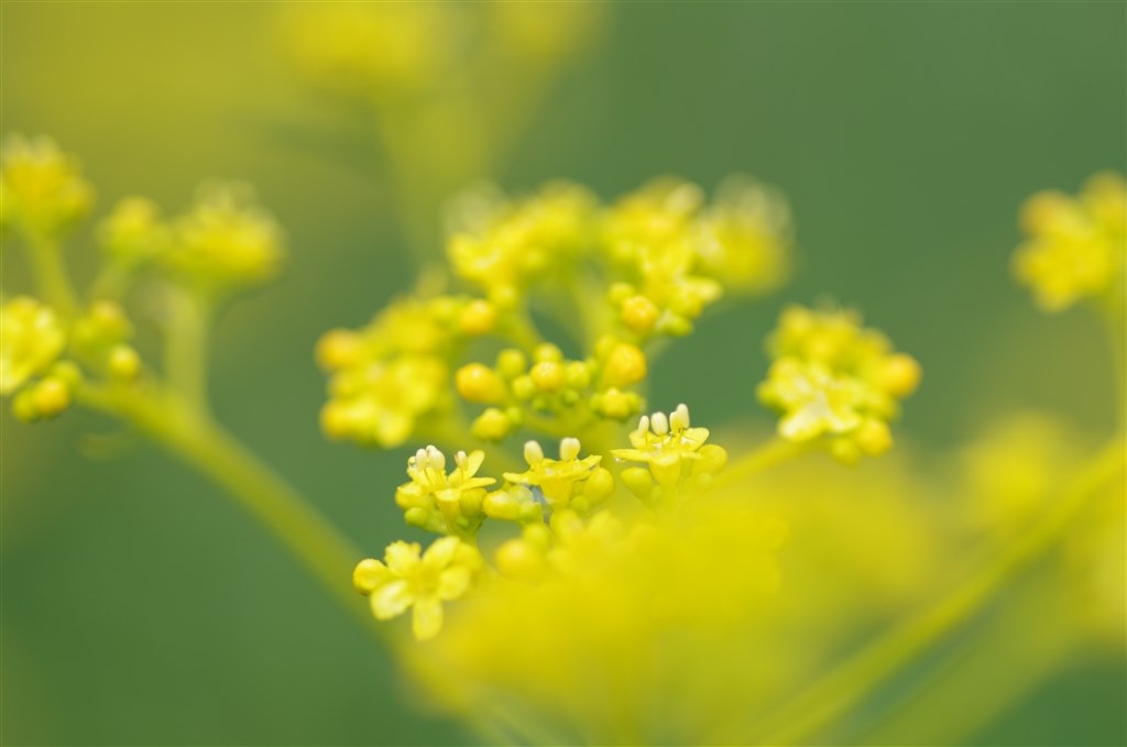 K-50を購入された方へ』 ペンタックス PENTAX K-50 18-135WR K-50を購入された方へ』 ペンタックス PENTAX K-50 18-135WR