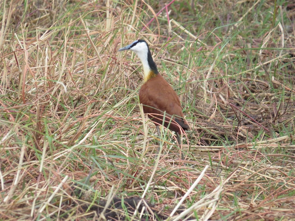 Sx50hs お気楽野鳥撮影を楽しもう Part 17 Canon Powershot Sx50 Hs のクチコミ掲示板 価格 Com