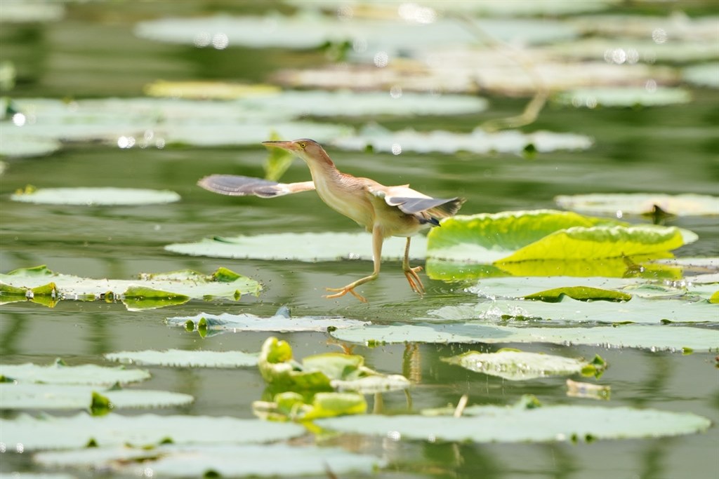 飛ぶ鳥の撮影 D7100 & 80-400mm』 クチコミ掲示板 - 価格.com
