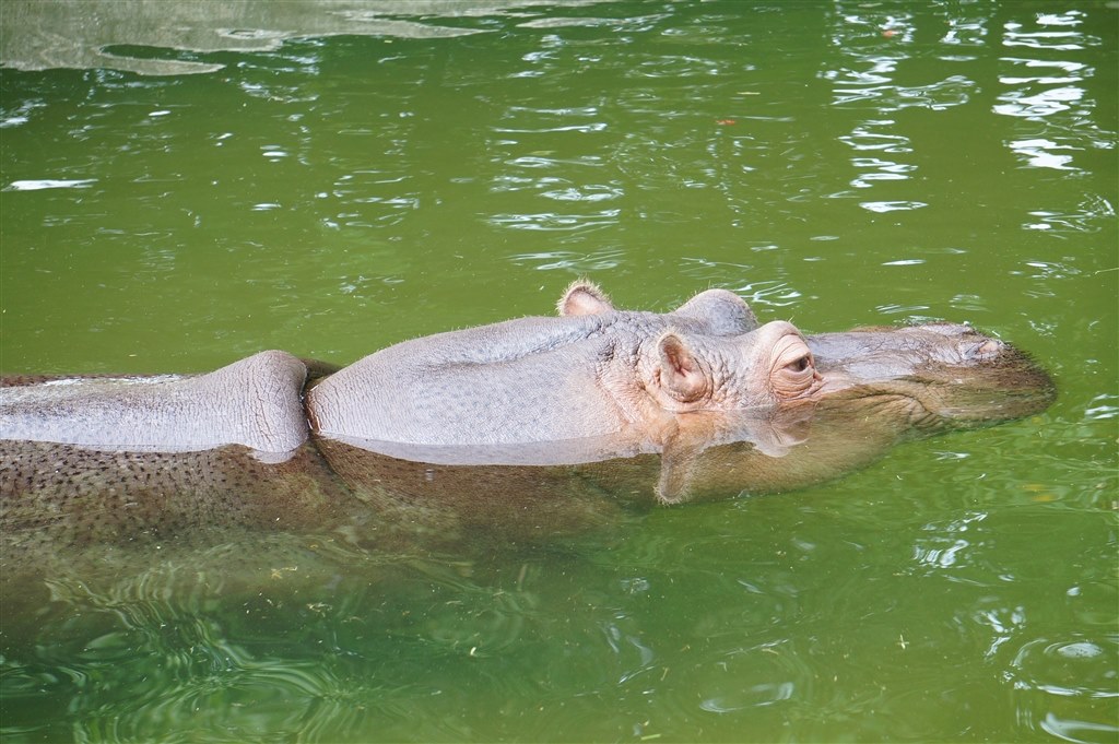 作例アップ』 SONY α NEX-6L パワーズームレンズキット のクチコミ