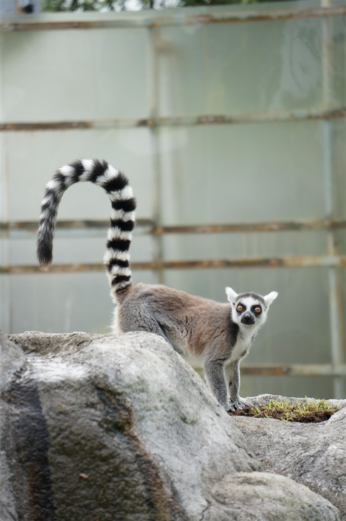 作例アップ』 SONY α NEX-6L パワーズームレンズキット のクチコミ