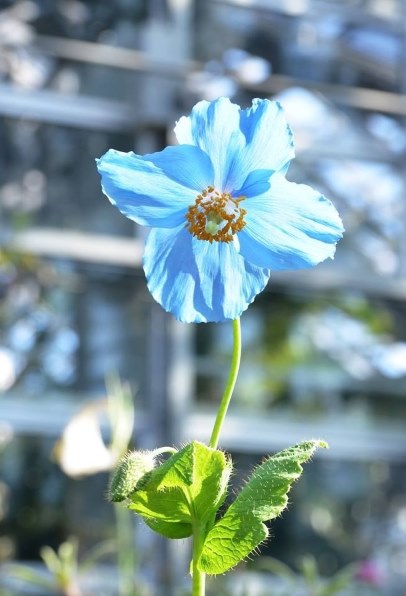 青のケシの花 シグマ 17 50mm F2 8 Ex Dc Os Hsm ニコン用 のクチコミ掲示板 価格 Com