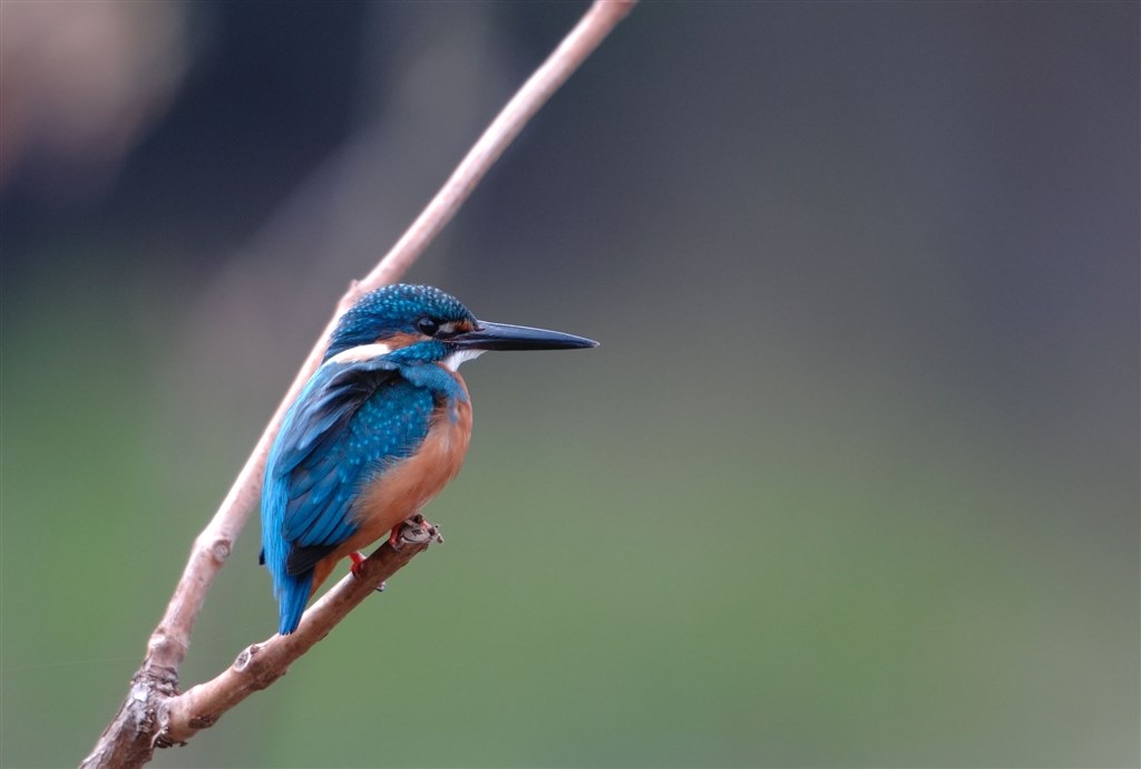 野鳥の撮影におすすめのレンズ10選 | GOOPASS ANIMAL MAGAZINE