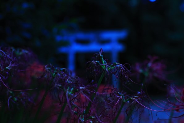 モモンガハウス(猫・音楽)ドット紫 春(夏)秋仕様 1900円 PART133です