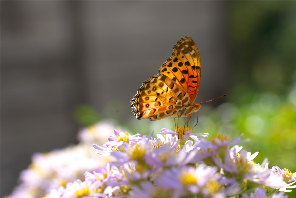 実写例付きtamron SP 90mm F2.8 af macroマクロ 72E 実写例付きtamron
