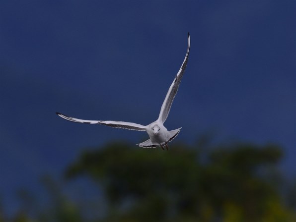 Nikonでの野鳥撮影 クチコミ掲示板 価格 Com