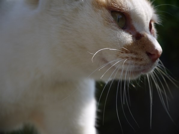 ☆ 招きにゃんこ 様☆MARK & LONA 星柄 ジャケット サイズM ☆ 招きにゃんこ 様☆MARK & LONA 星柄 ジャケット サイズM