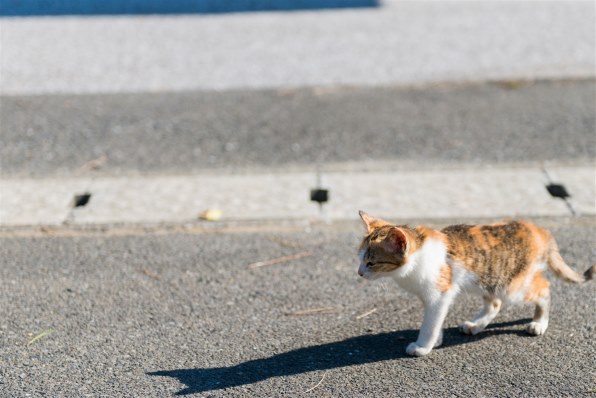☆ 招きにゃんこ 様☆MARK & LONA 星柄 ジャケット サイズM ☆ 招きにゃんこ 様☆MARK & LONA 星柄 ジャケット サイズM