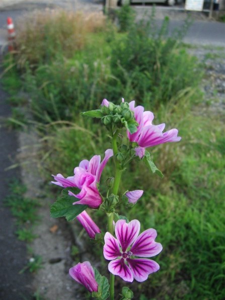 京セラ Finecam SL400Rで撮影された写真 - 価格.com