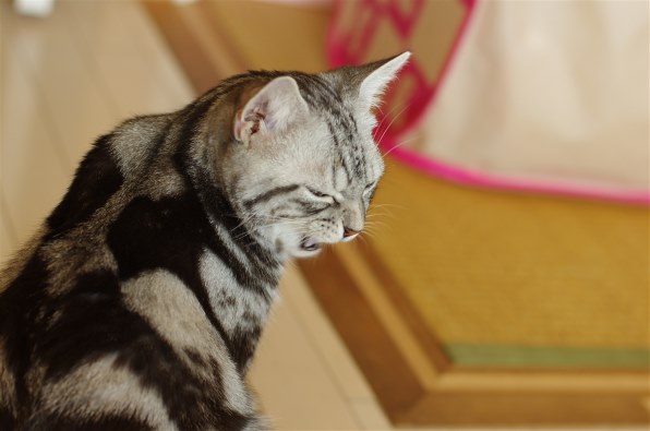 あなたの好きなネコの写真を見せて頂けませんか Part3 クチコミ掲示板 価格 Com