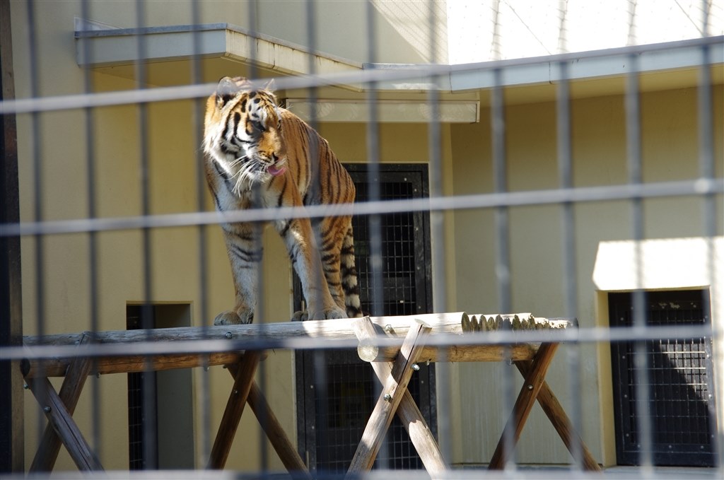 動物園ではａｆってあんまり意味が無いような ペンタックス Pentax K 5 Ii S ボディ のクチコミ掲示板 価格 Com