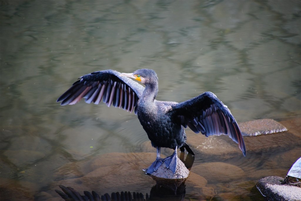 このレンズの持ち運び方法について』 シグマ APO 50-500mm F4.5