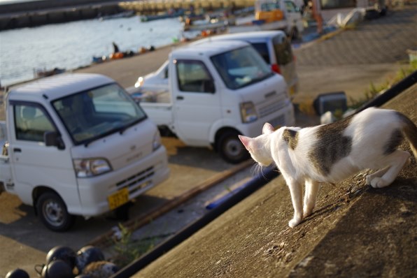 ☆ 招きにゃんこ 様☆MARK & LONA 星柄 ジャケット サイズM
