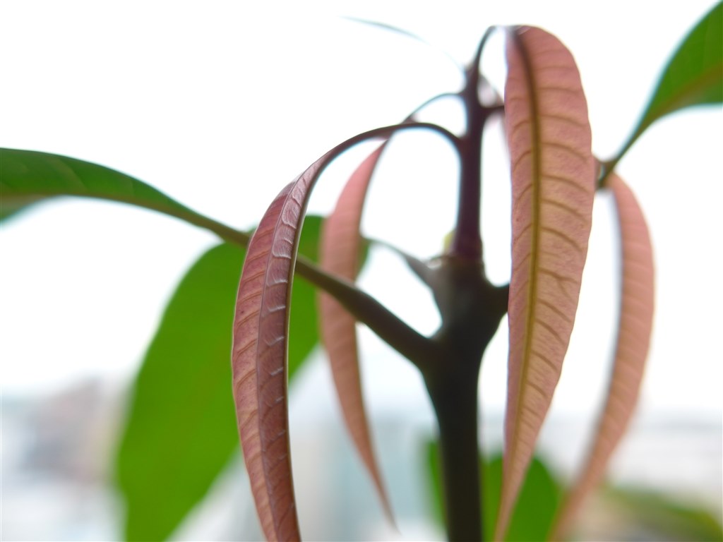 Leica C Typ112 シルバー 充電器他アクセサリー付き 先ほど届い