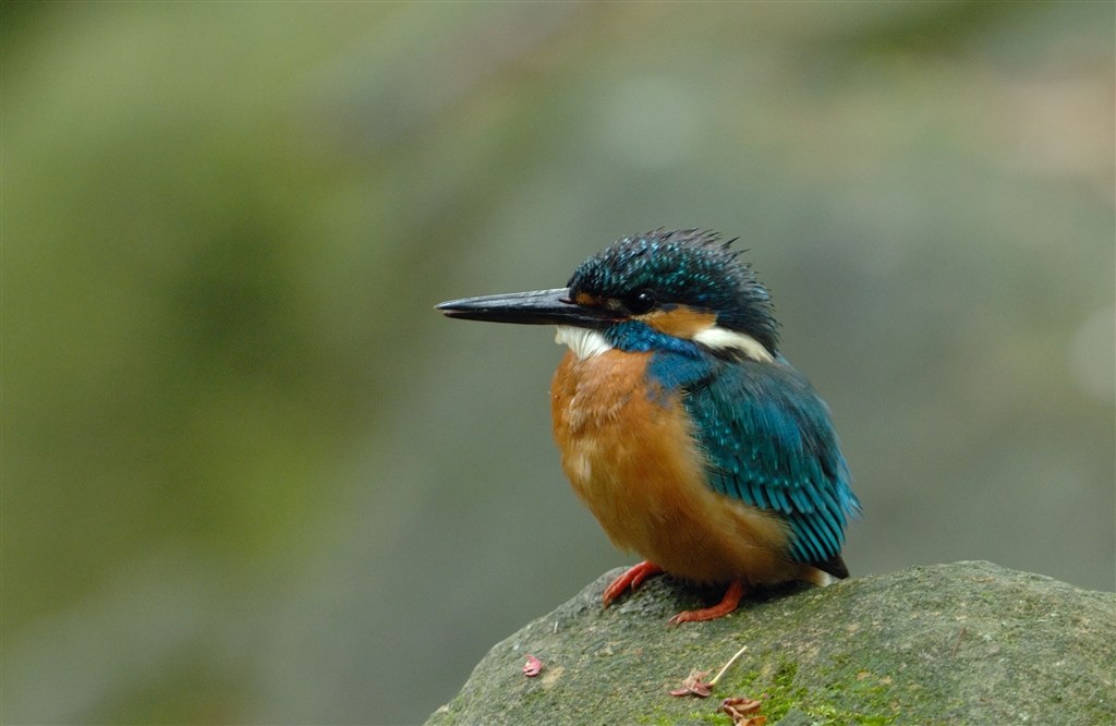 ☆野鳥・スポーツ撮影に威力を発揮！☆Nikon D7100☆高精度な