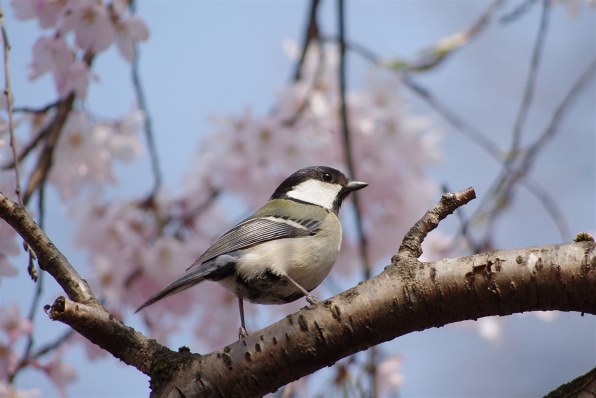 ペンタックス smc PENTAX-DA 55-300mm F4-5.8ED投稿画像・動画