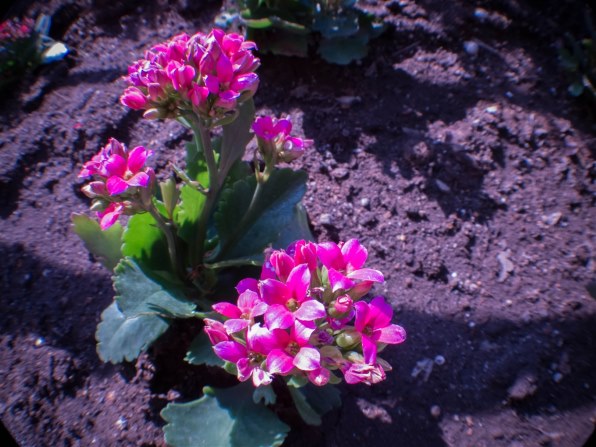 ペンタックス PENTAX Q10 エヴァンゲリオンモデル [TYPE00：レイ]投稿