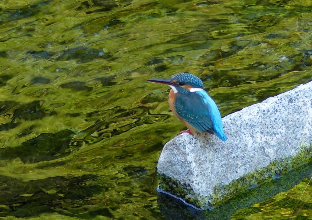 Panasonic - Panasonic LUMIX FZ200 超望遠セット 1020mm カワセミ Panasonic - Panasonic LUMIX FZ200 超望遠セット 1020mm