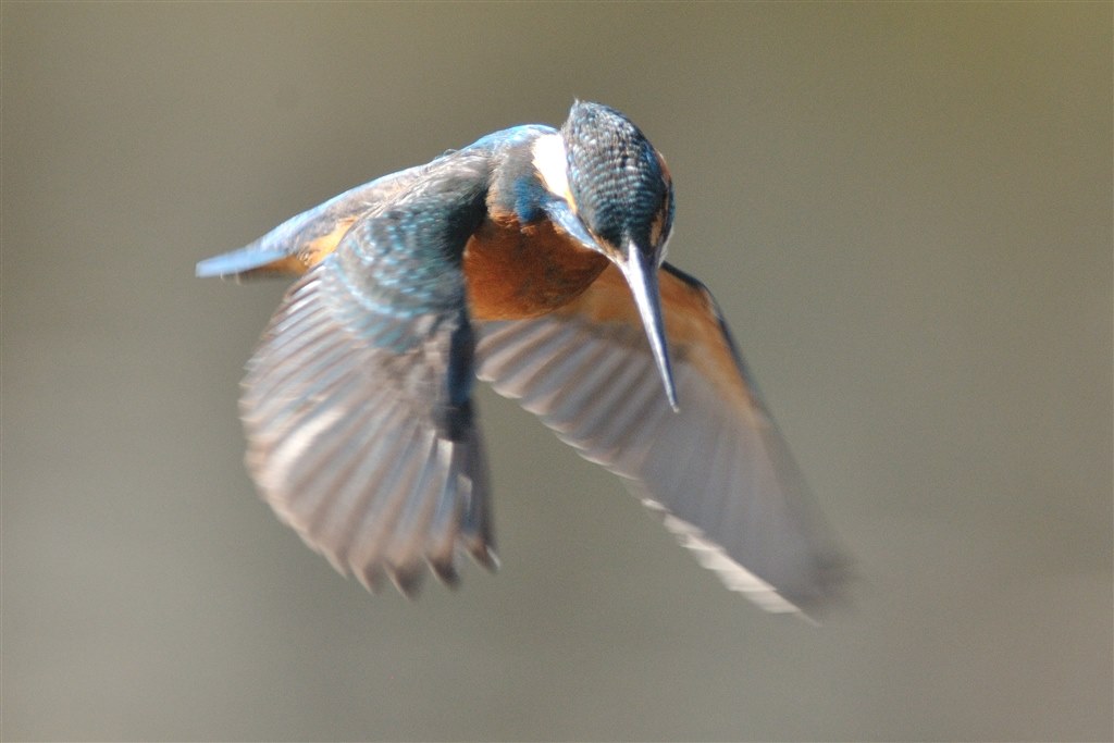 【値下げ】Canon EF400mm F5.6L USM 超望遠 単焦点 野鳥 カワセミを撮るなら』 CANON EF400mm F5.6L USM のクチコミ掲示板