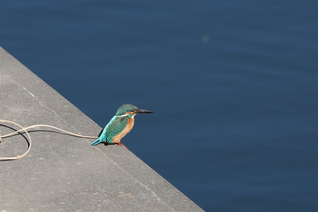 カワセミ連写時の設定について』 CANON EOS 70D ボディ のクチコミ