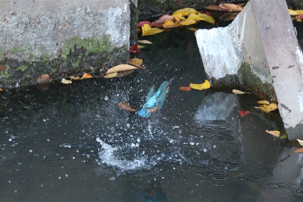 カワセミ連写時の設定について』 CANON EOS 70D ボディ のクチコミ