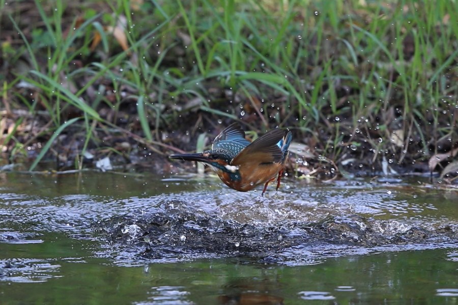 カワセミ連写時の設定について』 CANON EOS 70D ボディ のクチコミ