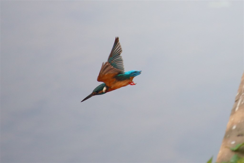 決定的瞬間を逃さない❣️ EOS 70D 望遠レンズセット 高速連写 初心者卒業 決定的瞬間を逃さない❣️ EOS 70D 望遠レンズセット 高速連写 初心者