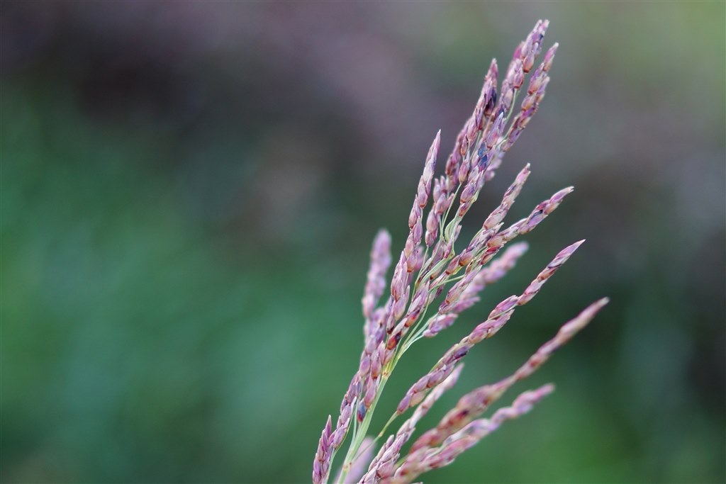 背景が美しい❤️SONY DT 35mm F1.8 SAM ❤️単焦点 SONYの撒き餌
