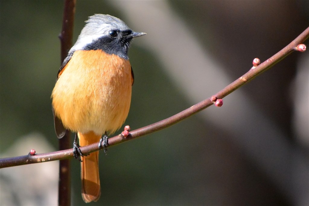 ★野鳥・スポーツ撮影に威力を発揮！★Nikon D7100★高精度なピント合わせ 野鳥の撮影』 ニコン D7100 ボディ のクチコミ掲示板 - 価格.com