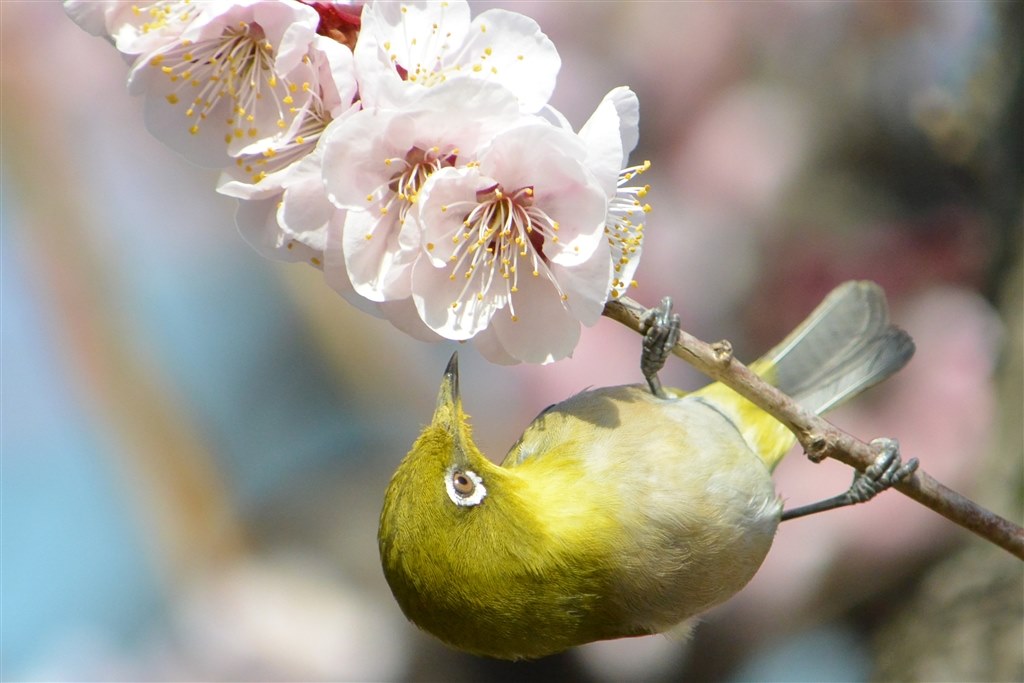 野鳥の撮影』 ニコン D7100 ボディ のクチコミ掲示板 - 価格.com